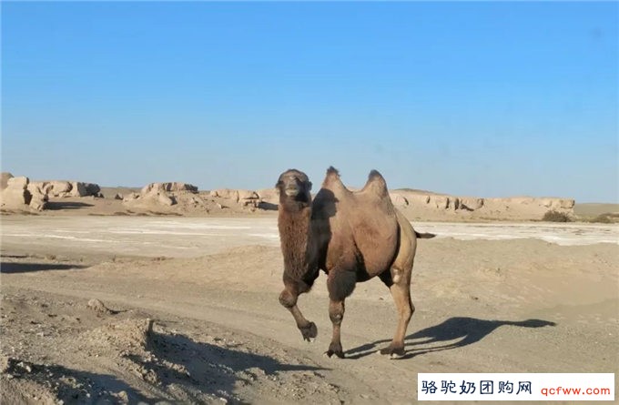 骆驼强大的生物学特征