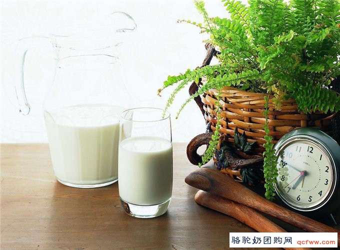 骆驼奶成为健康养生新时尚,每天喝一杯,健康青春一生
