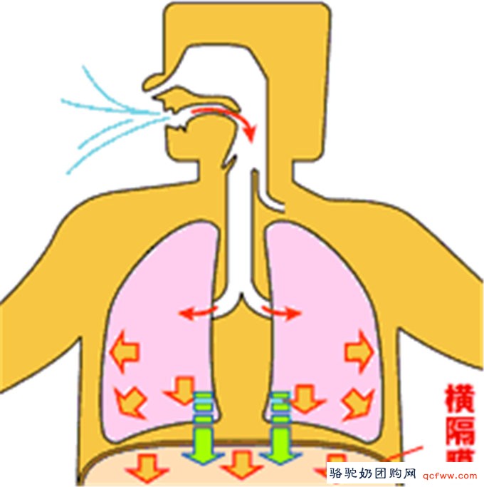 腹式呼吸法养生