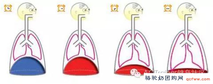 腹式呼吸法养生
