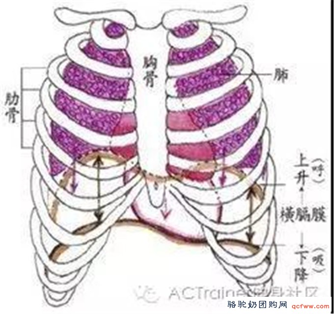 腹式呼吸法养生