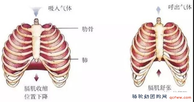 腹式呼吸法养生