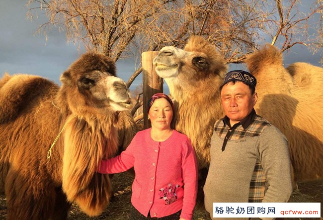 新疆福海养驼人是怎么
