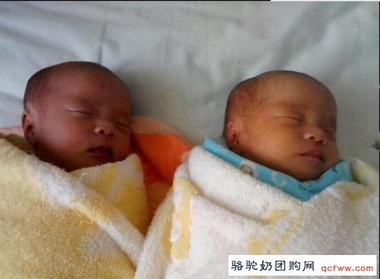 我家“双宝”是怎样得益于骆驼奶的