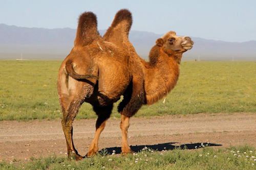 你想象不到的骆驼尿也能治病