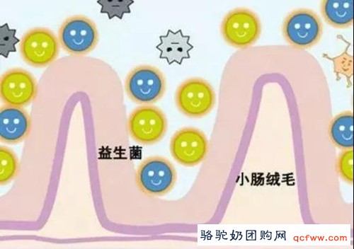 健康学堂:了解益生菌