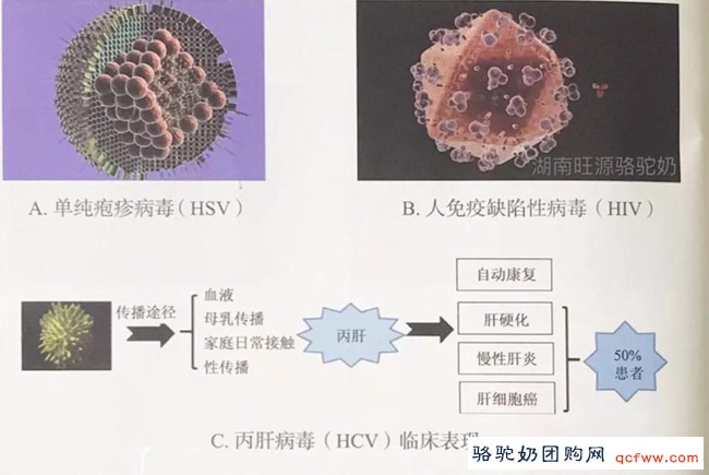 珍贵的乳铁蛋白：健康的第一道防线