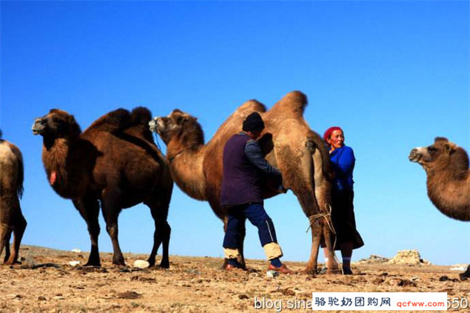中国农民网丨旺源驼奶-“骆驼疯子”陈刚粮