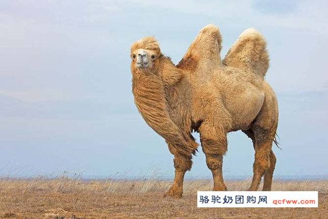 内蒙古西乌珠穆沁骆驼选美比赛