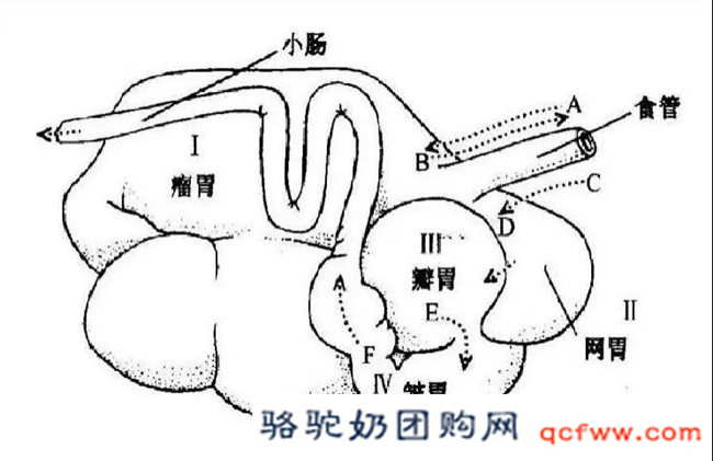 骆驼瘤胃的木质纤维素降解功能