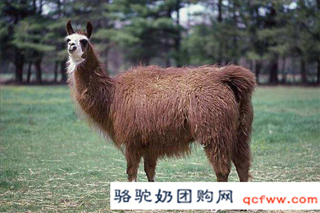 双峰驼与双峰驼乳知识分享(二)