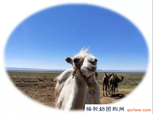 旺源集团是怎么运用骆驼奶自带的重链抗体检测骆驼乳掺假的