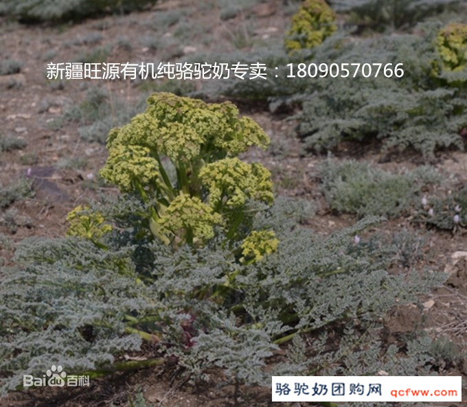 新疆阿魏草有什么药用功效
