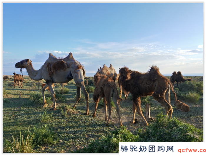 双峰骆驼奶生物活性成分的药用价值