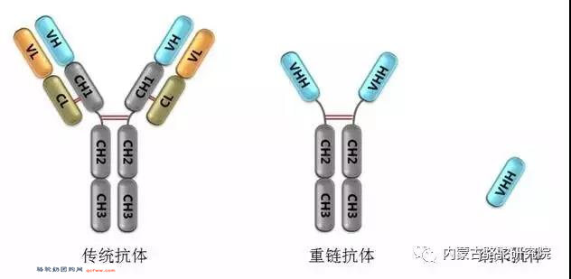 双峰骆驼常规抗体与重链抗体免疫系统的比较分析