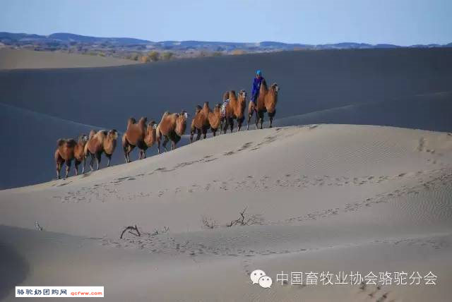 在中国境内,双峰骆驼究竟有多少数量呢?