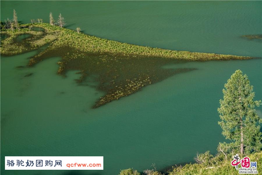 新疆阿勒泰的喀纳斯,神的后花园 春天留在了夏季里
