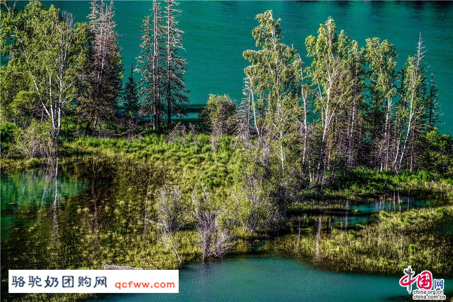 新疆阿勒泰的喀纳斯,神的后花园 春天留在了夏季里
