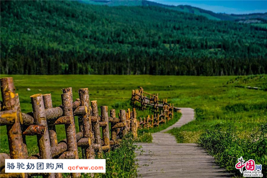 新疆阿勒泰的喀纳斯,神的后花园 春天留在了夏季里
