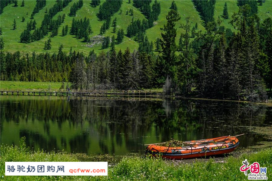 新疆阿勒泰的喀纳斯,神的后花园 春天留在了夏季里