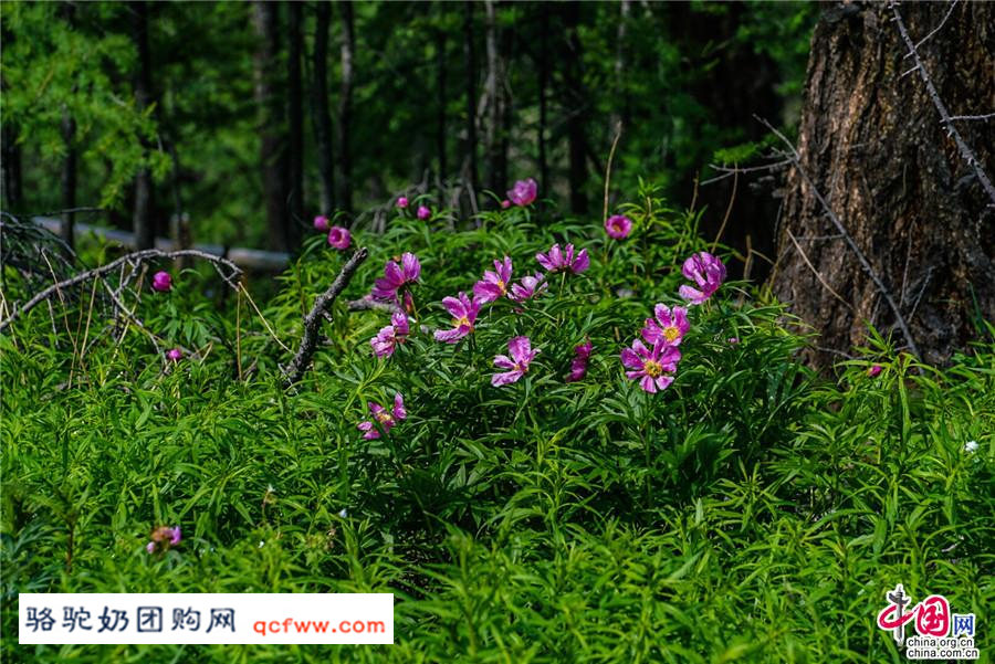 新疆阿勒泰的喀纳斯,神的后花园 春天留在了夏季里