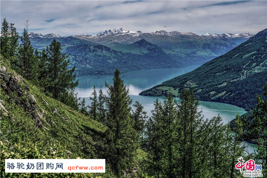 新疆阿勒泰的喀纳斯,神的后花园 春天留在了夏季里