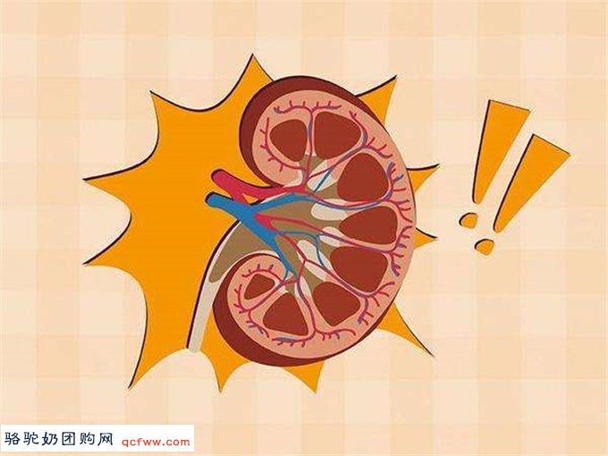 细说骆驼乳对肝、肠胃、肺的辅助调理效果