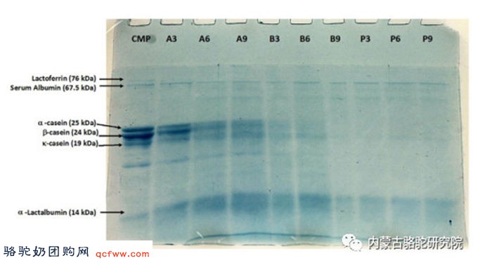 骆驼乳蛋白水解物中新型降压抗炎生物活性肽分子结合机理及鉴定