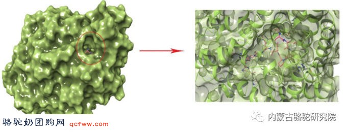 骆驼乳蛋白水解物中新型降压抗炎生物活性肽分子结合机理及鉴定