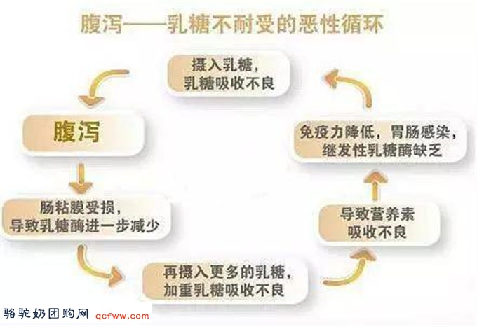 乳糖不耐症患者食用骆驼奶的初步研究