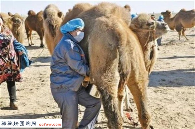 骆驼奶的秘密都在这里18种氨基酸