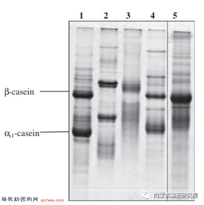 牛、山羊、水牛、马和骆驼奶中主要蛋白质的比较