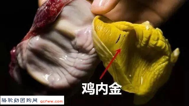 我们常见的鸡内金:健脾化痰、化结石结节、息肉!