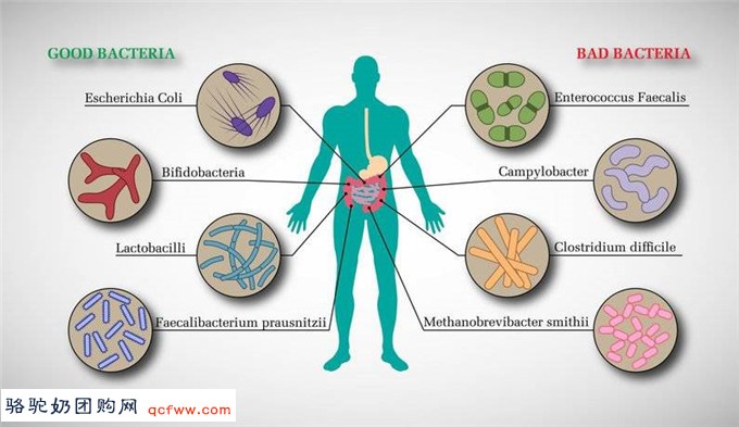 多发性硬化病与肠道菌群、剖腹产甚至母乳喂养的关系