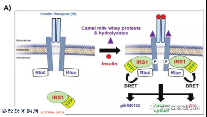 驼乳中生物活性肽DPP-IV和胰岛素受体抗活性 关于糖尿病特性的分析