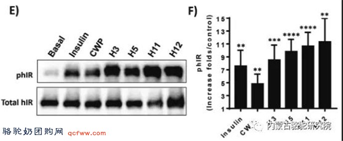驼乳中生物活性肽DPP-IV和胰岛素受体抗活性 关于糖尿病特性的分析
