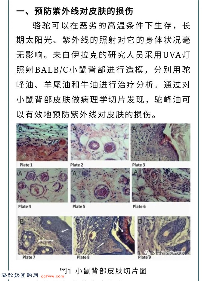 内蒙古骆驼研究院：驼宝新秀 “驼脂霜” 上市了！
