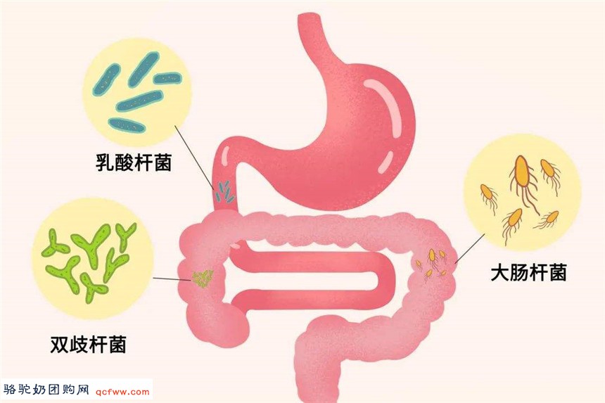 为什么脾胃不好的人更应补充益生菌?