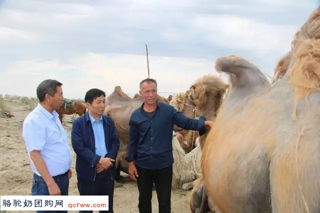 “解码”陈钢粮:新疆骆驼产业是如何“做大做强”的?
