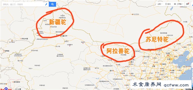 骆驼奶团购网为您提供：骆驼的前世今生之双峰驼品种