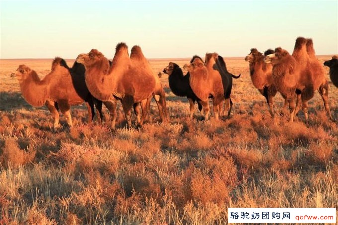 骆驼饲料对驼乳的影响