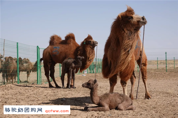 世界首例低温保存