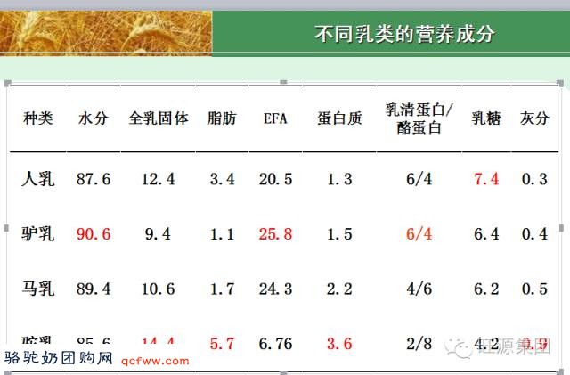 知名营养师谈骆驼乳的