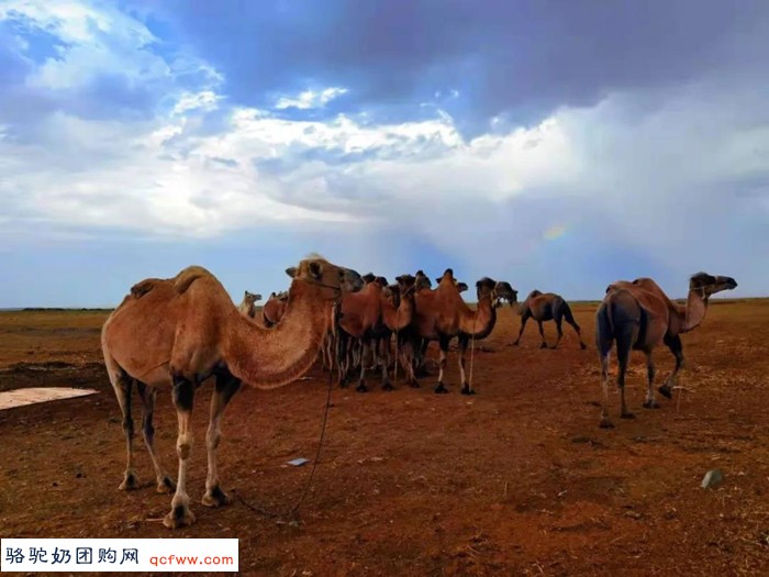 国际旅游岛之声：朋友，干了这杯骆