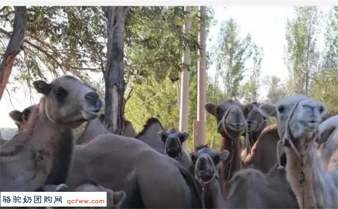 骆驼奶团购网为您提供：内蒙古骆驼研究院：【特色产业】骆驼养殖“驮”起致富路